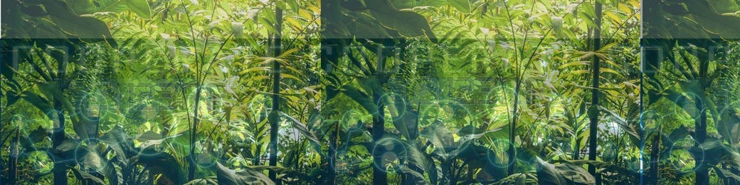 Lush tropical foliage